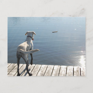 Oliver the Golden Lab Postcard