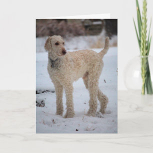 Ollie Card