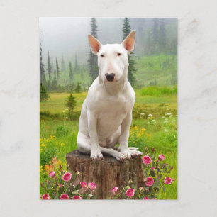 "Ollie"  Postcard