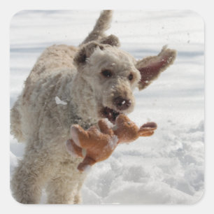 Ollie Square Sticker