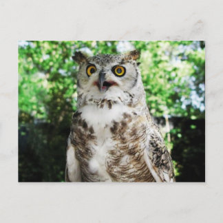" OLLY " THE OWL POSTCARD
