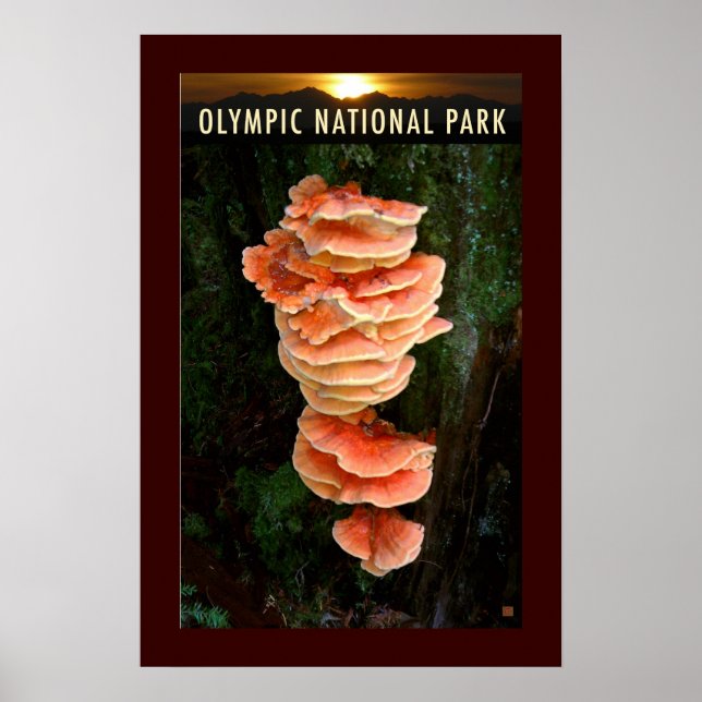 OLMPIC NATL PARK-Chicken of the Woods- Poster (Front)