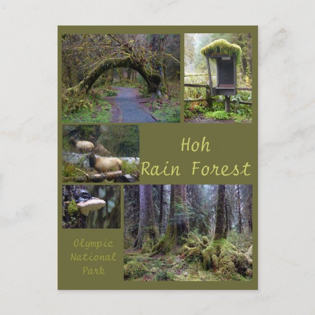 Olympic N.P. (Hoh Rain Forest 2) Postcard (Front)