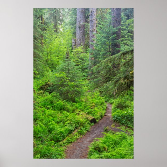 Olympic National Park, Forest trail Poster (Front)