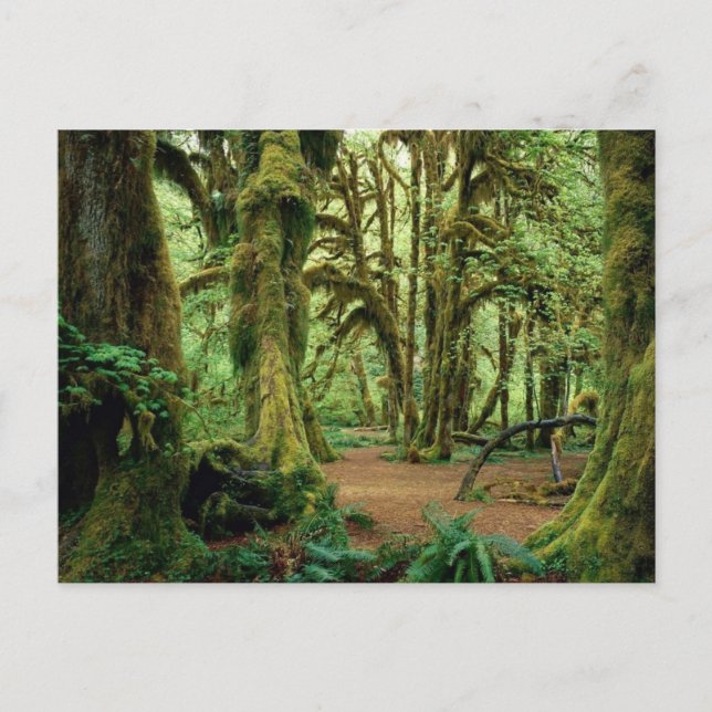 Olympic National Park, WA 2 Postcard (Front)