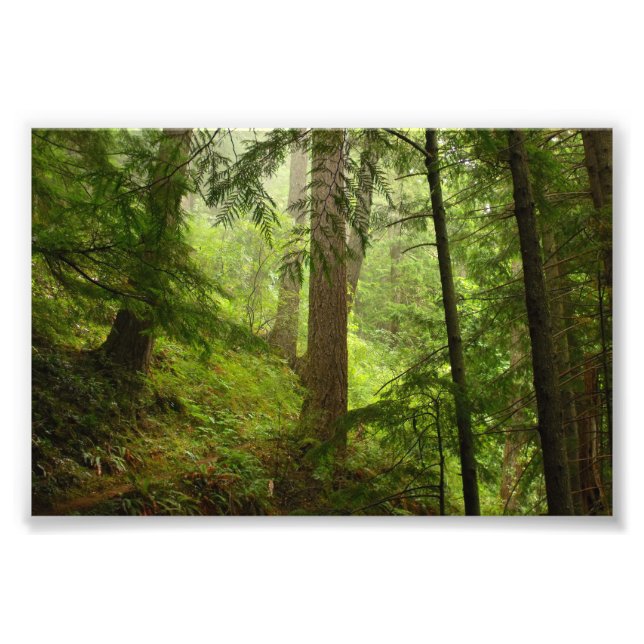Olympic National Park Washington Rainforest Photo (Front)