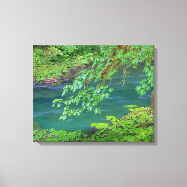 Olympic National Park Washington State Canvas Print (Front)