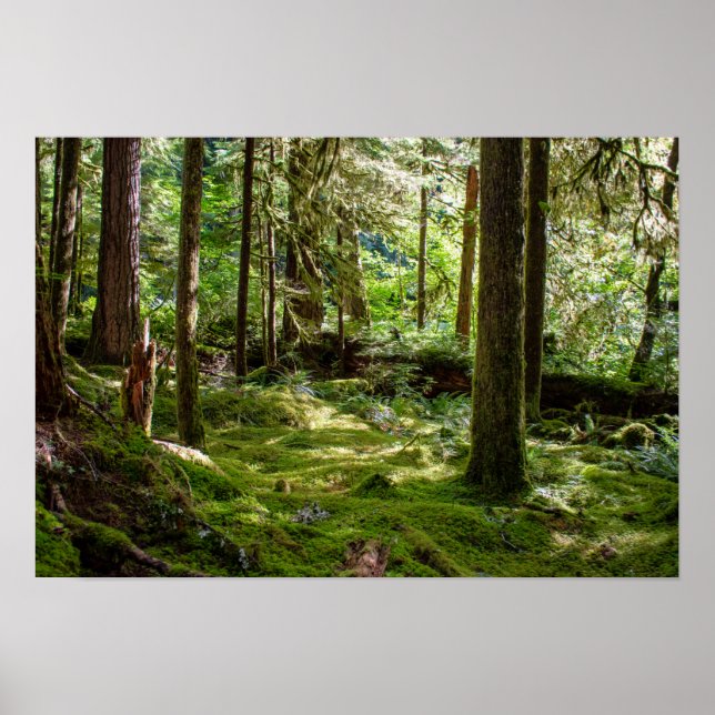 Olympic Peninsula Rainforest Poster (Front)