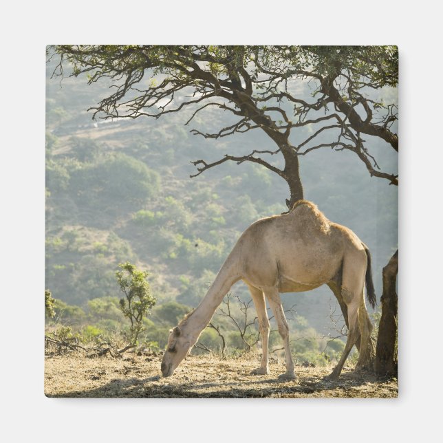Oman, Dhofar Region, Salalah. Camel Magnet (Front)