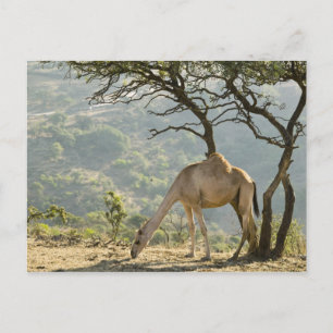 Oman, Dhofar Region, Salalah. Camel Postcard