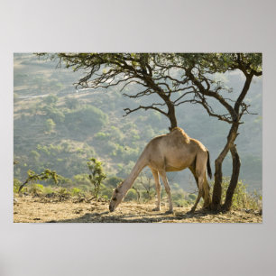 Oman, Dhofar Region, Salalah. Camel Poster