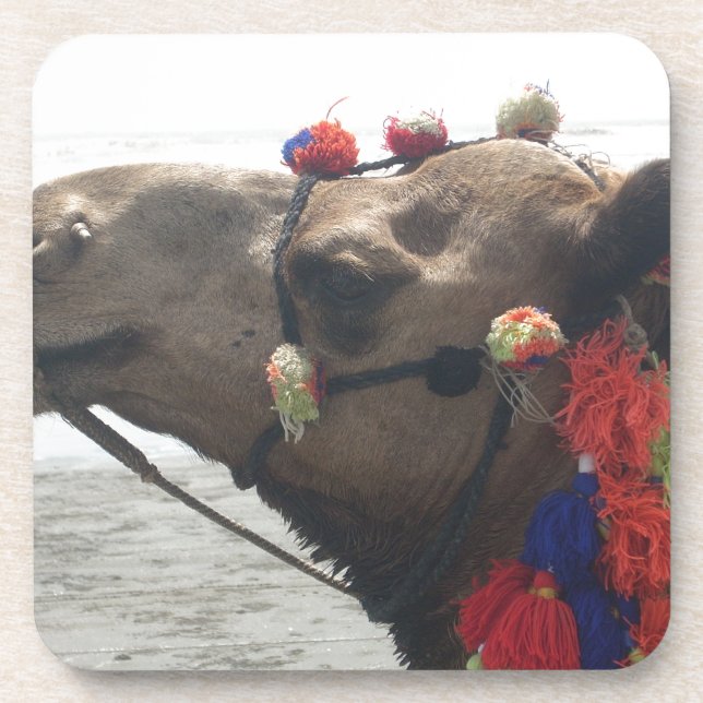 Oman Muscat Camel Photo Art Print Coaster (Front)