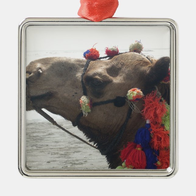 Oman Muscat Camel Photo Art Print Metal Tree Decoration (Front)