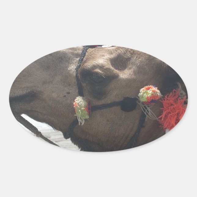 Oman Muscat Camel Photo Art Print Oval Sticker (Front)