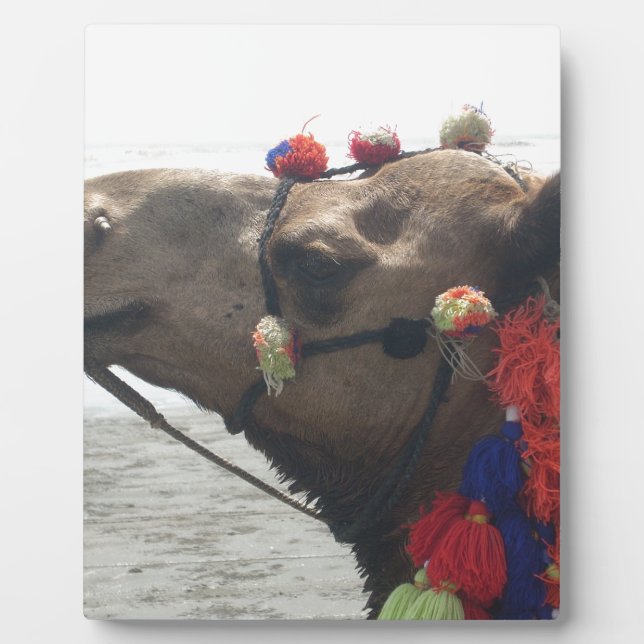 Oman Muscat Camel Photo Art Print Plaque (Front)