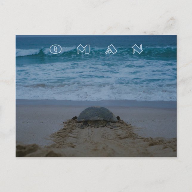 Oman turtle postcard  (Front)
