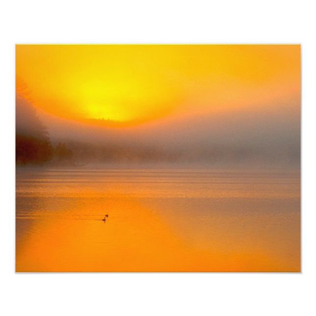 Ombre Sunrise Shining on Two Ducks Nature Photo - Print (Front)