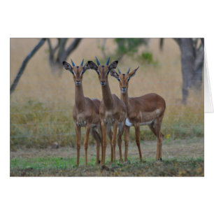 On Alert - Impala Card