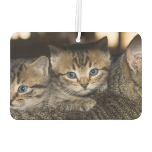 On Momma's Back Car Air Freshener