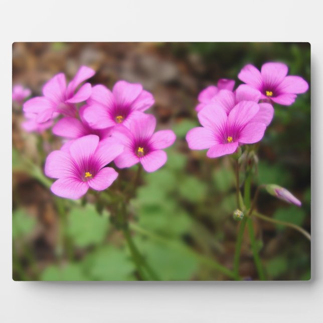 On My Doorstep Photo Plaque (Front)