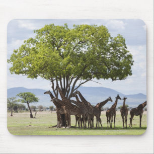On safari in Mikumi National Park in Tanzania, Mouse Pad