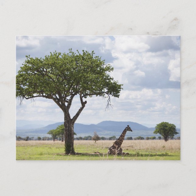 On safari in Mikumi National Park in Tanzania, Postcard (Front)
