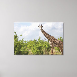 On safari in Tanzania, Africa. 2 Canvas Print