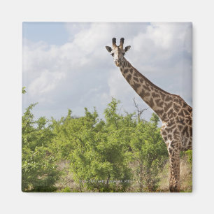 On safari in Tanzania, Africa. 2 Magnet