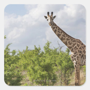 On safari in Tanzania, Africa. 2 Square Sticker