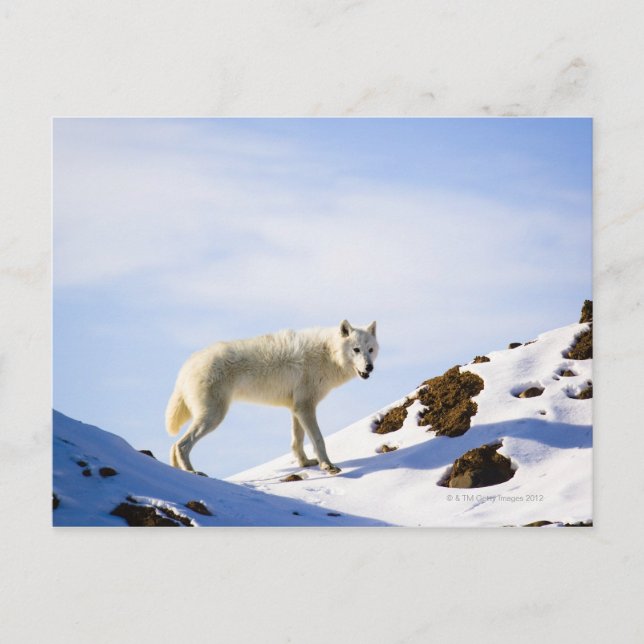 on snow covered terrain postcard (Front)