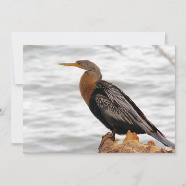On The Lookout Card (Front)