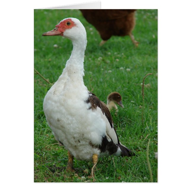 On the Lookout Duck All Occasions  (Front)