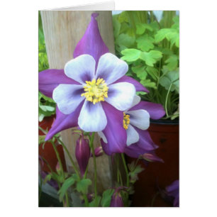 On The Post Blank Card