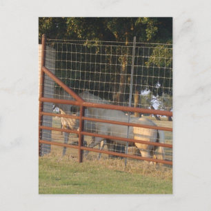 On the Range PostCard