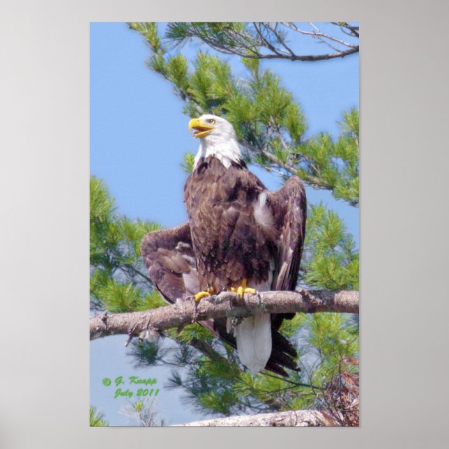 On the tallest pine - poster or print (Front)