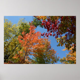 On The Tree Tops Poster