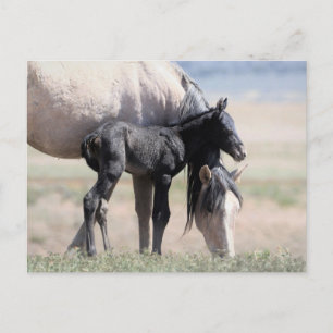 Onaqui Wild Horses Postcard