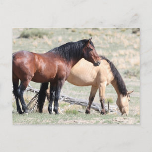 Onaqui Wild Horses Postcard