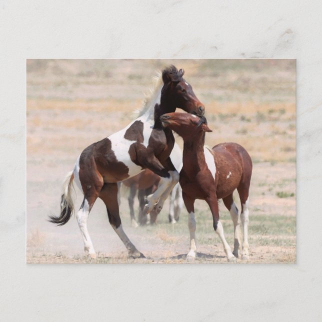 Onaqui Wild Horses Postcard (Front)