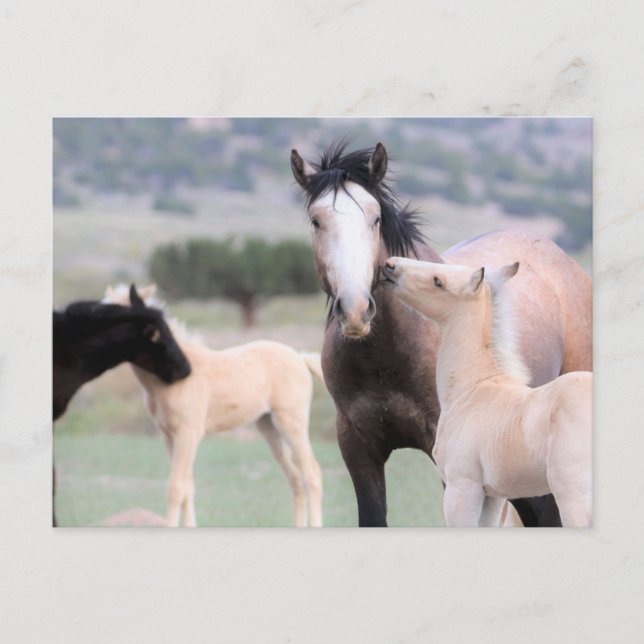 Onaqui Wild Horses Postcard (Front)