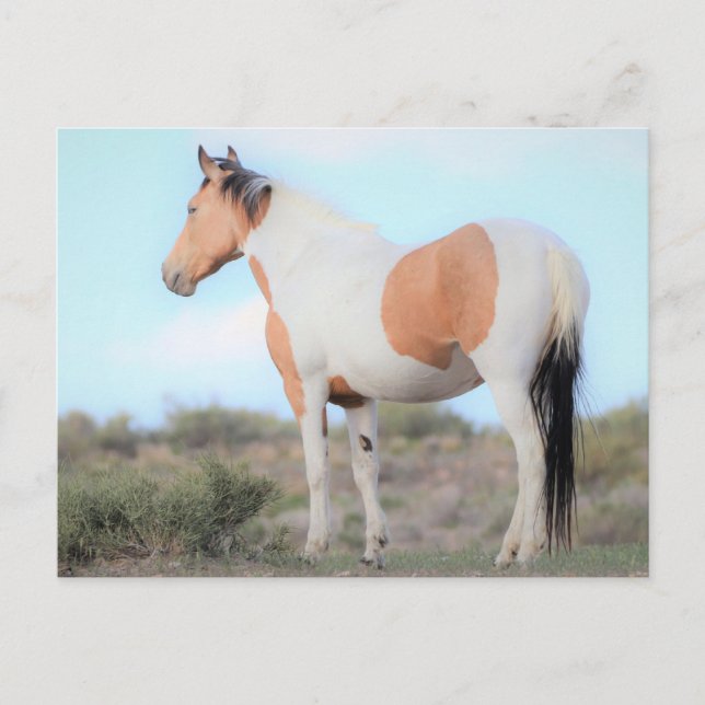Onaqui Wild Horses Postcard (Front)