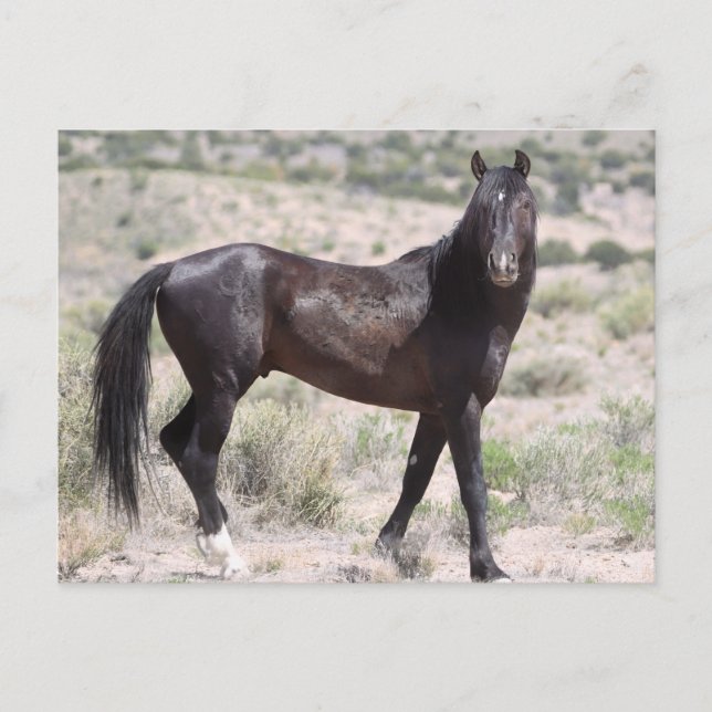 Onaqui Wild Horses Postcard (Front)