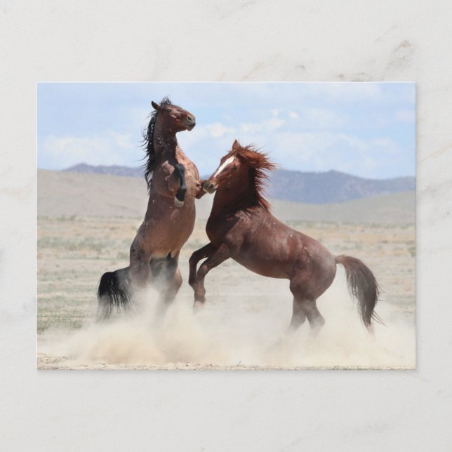 Onaqui Wild Horses Postcard (Front)