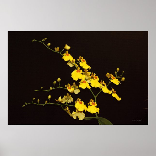 Onc Yellow Orchid Art Poster -60x40 -or smaller (Front)