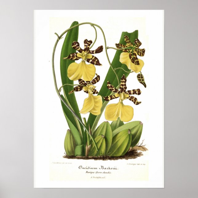 Oncidium barkerii poster (Front)