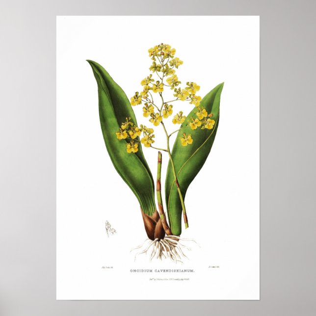 Oncidium cavendishianum by Miss S A Drake. Poster (Front)