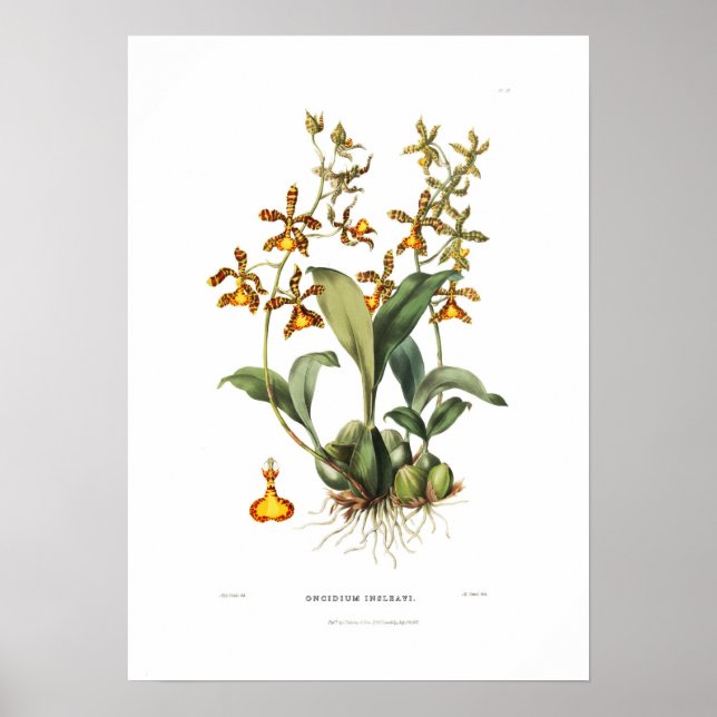 Oncidium insleayi by Miss Drake. Poster (Front)