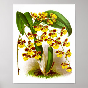 Oncidium Orchid yellow flowers orchid print no. 6