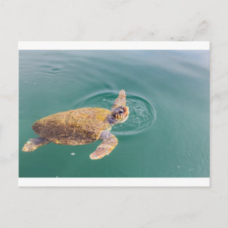 One big swimming sea turtle Caretta Postcard