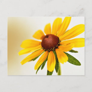 One Black-Eyed Susan Blossom Postcard